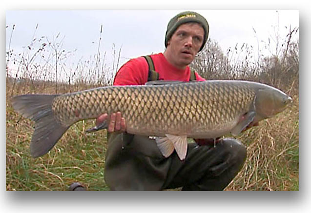 grass carp